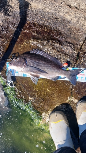 クロダイの釣果