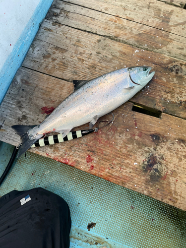 サクラマスの釣果