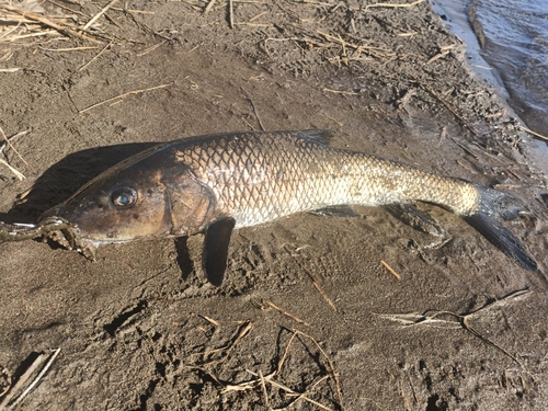 釣果