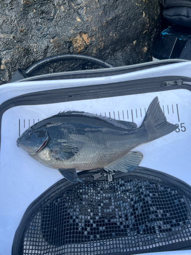 クチブトグレの釣果