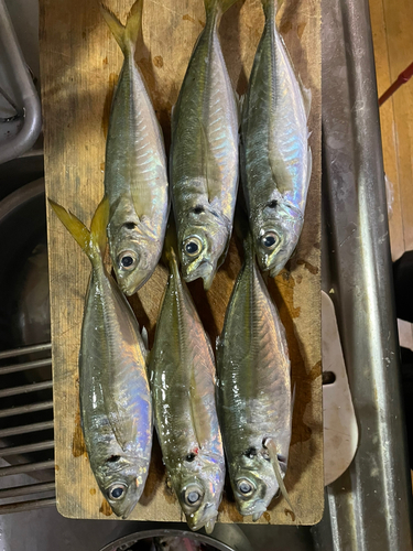 アジの釣果