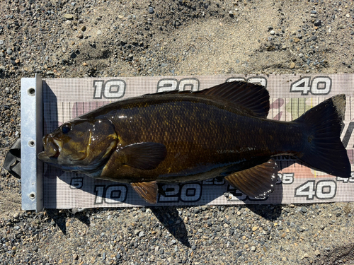 スモールマウスバスの釣果