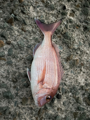 マダイの釣果