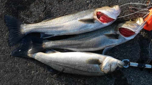 シーバスの釣果