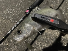 セイゴ（マルスズキ）の釣果