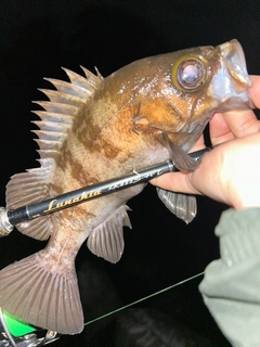 シロメバルの釣果