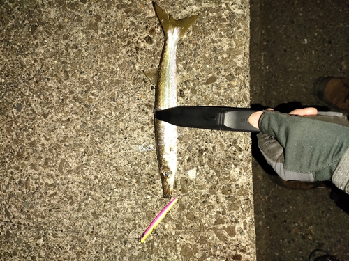 アカカマスの釣果