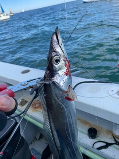 タチウオの釣果