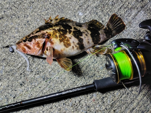 ベッコウゾイの釣果