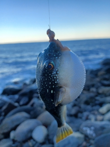 クサフグの釣果