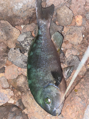 メジナの釣果