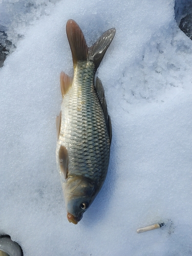 コイの釣果