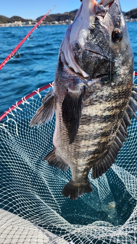 クロダイの釣果