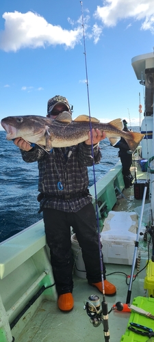 マダラの釣果