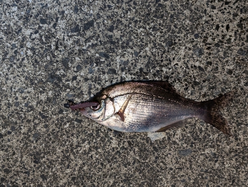 ウミタナゴの釣果