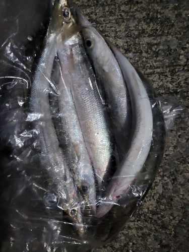 カマスの釣果