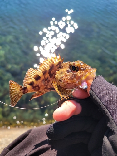 カサゴの釣果