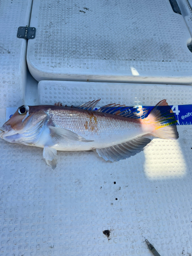 アマダイの釣果