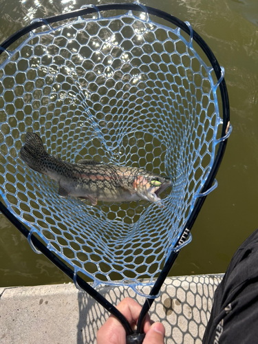 トラウトの釣果