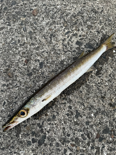 タイワンカマスの釣果