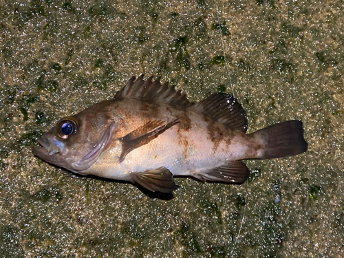 メバルの釣果