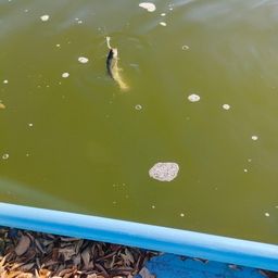 トラウト