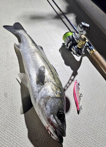 シーバスの釣果