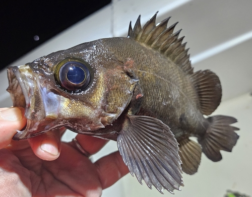 メバルの釣果