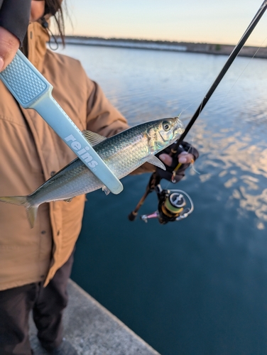 ニシンの釣果