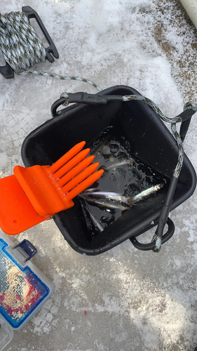 ワカサギの釣果