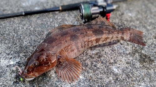 アイナメの釣果