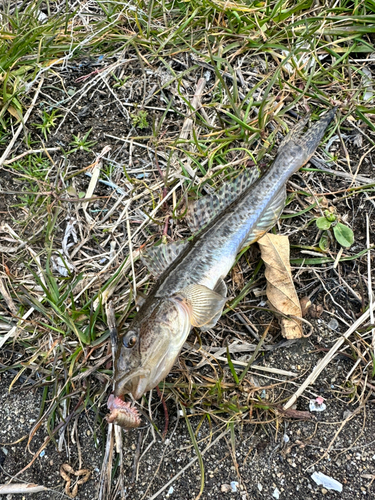 ハゼの釣果