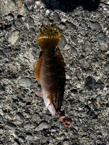 アカササノハベラの釣果