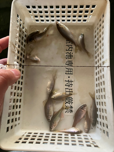 タナゴの釣果