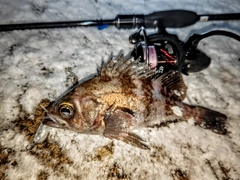 シロメバルの釣果