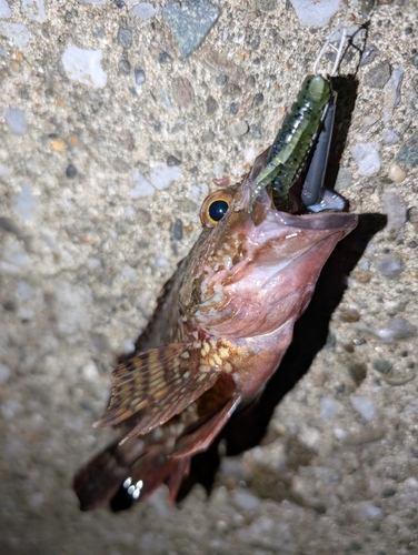 カサゴの釣果