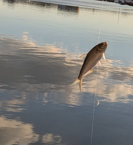 コノシロの釣果