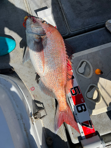 マダイの釣果