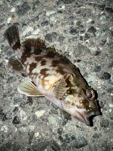 カサゴの釣果