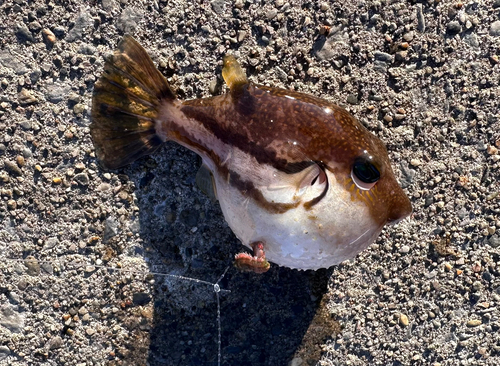 キタマクラの釣果