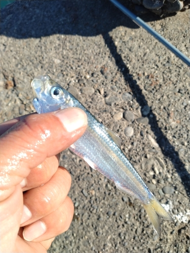 ダイナンウミヘビの釣果