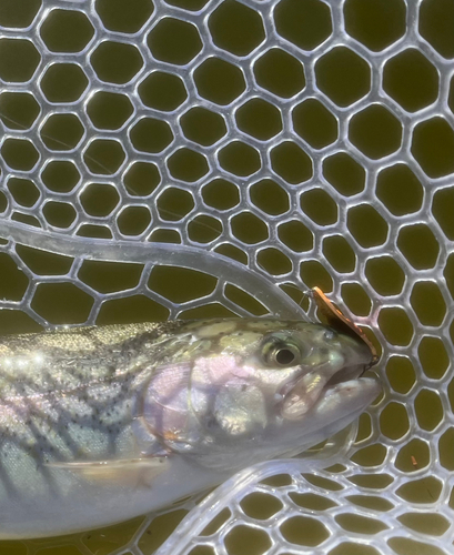 ニジマスの釣果