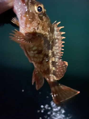 アラカブの釣果