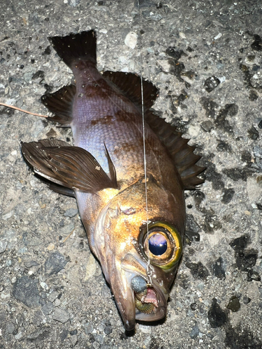 メバルの釣果