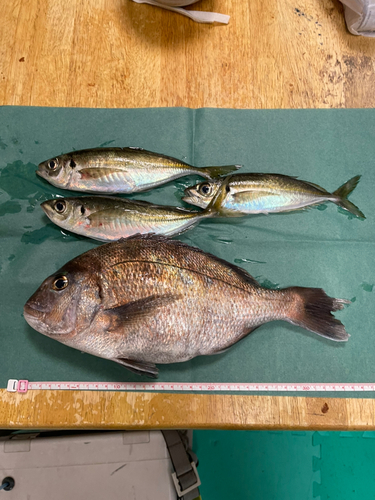 マダイの釣果