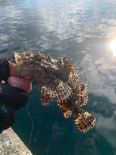 オニカサゴの釣果