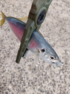 アオアジの釣果