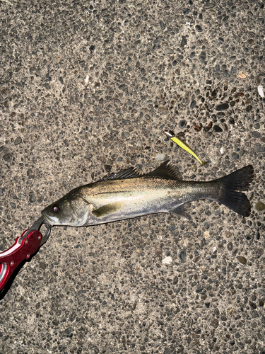 セイゴ（マルスズキ）の釣果