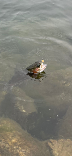 ニジマスの釣果