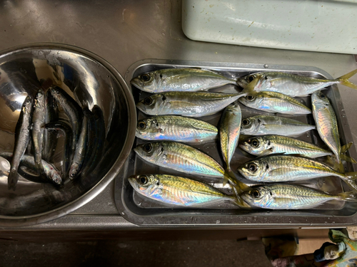 アジの釣果